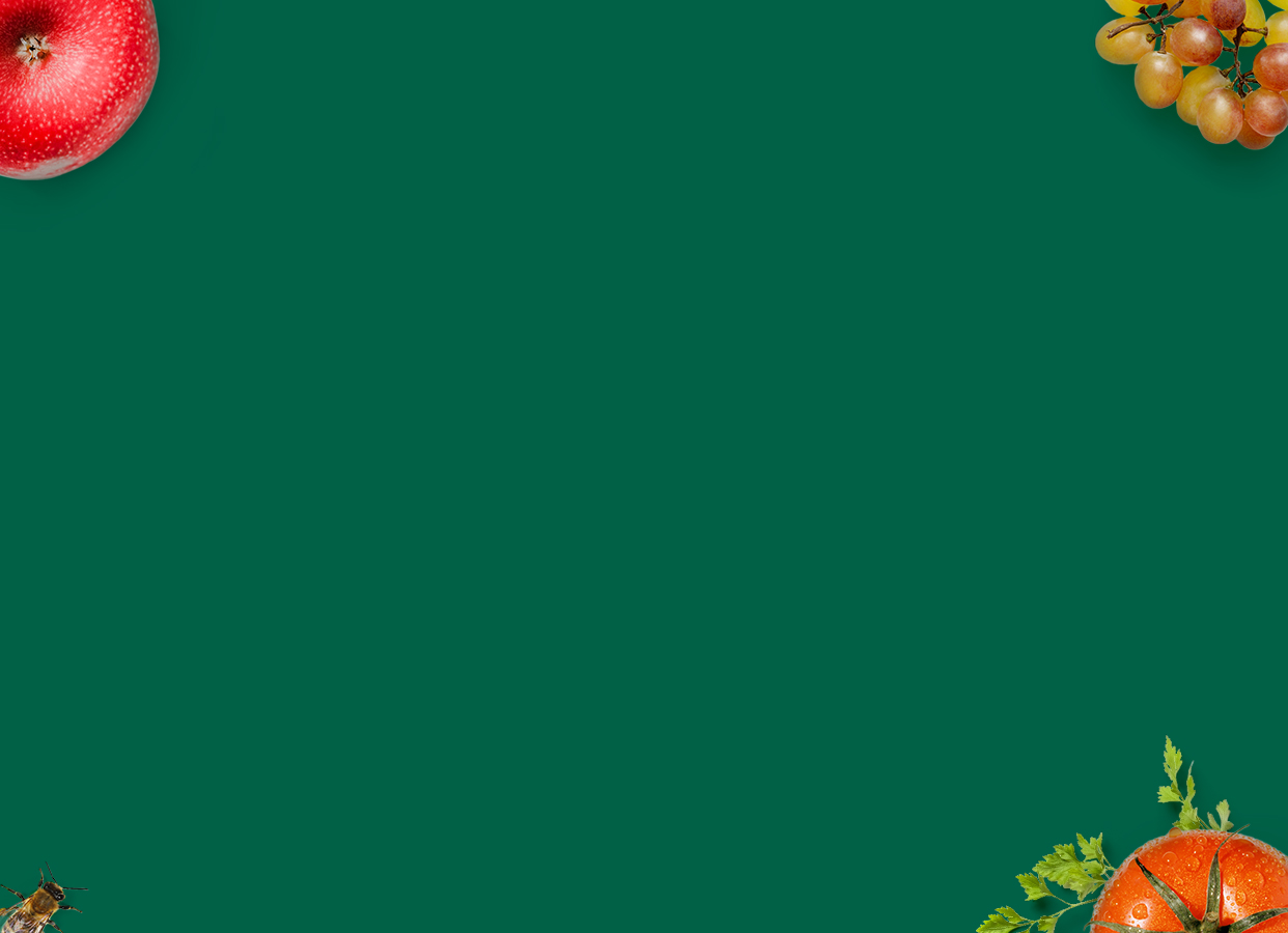 Illustration d’ambiance Koppert, pomme, tomate et grappe de raisins, sur fond vert foncé