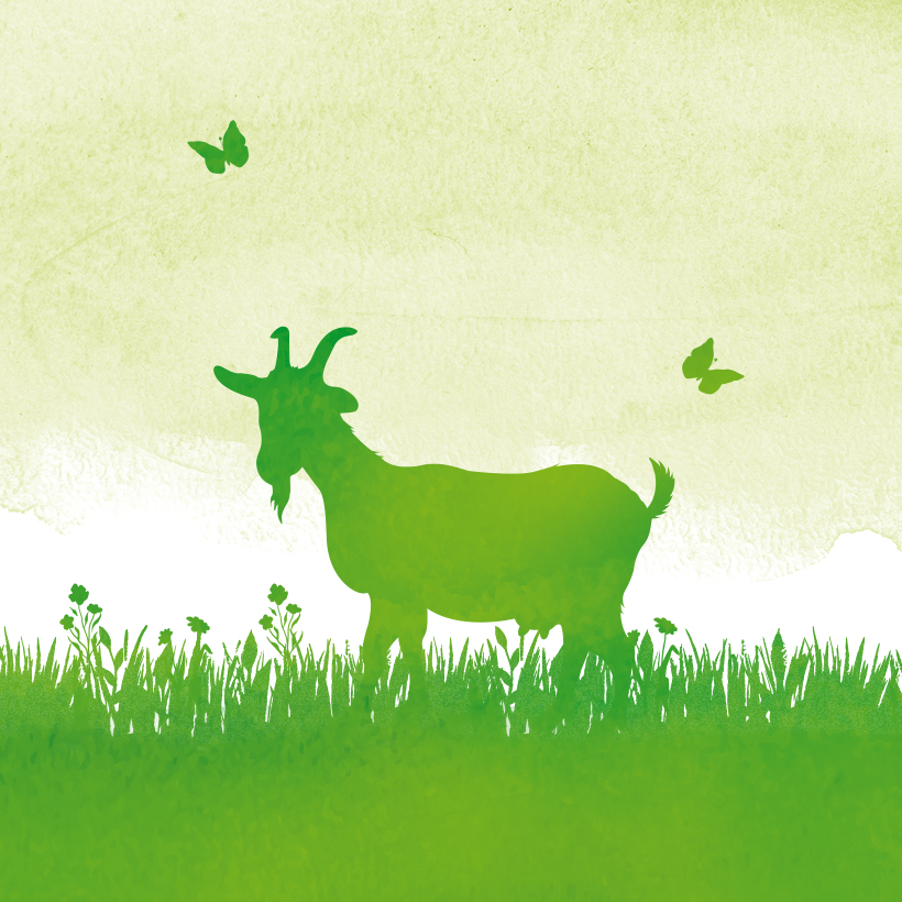 Illustration aquarelle Bergerie Export, chèvre verte dans un champ d’herbe avec deux papillons