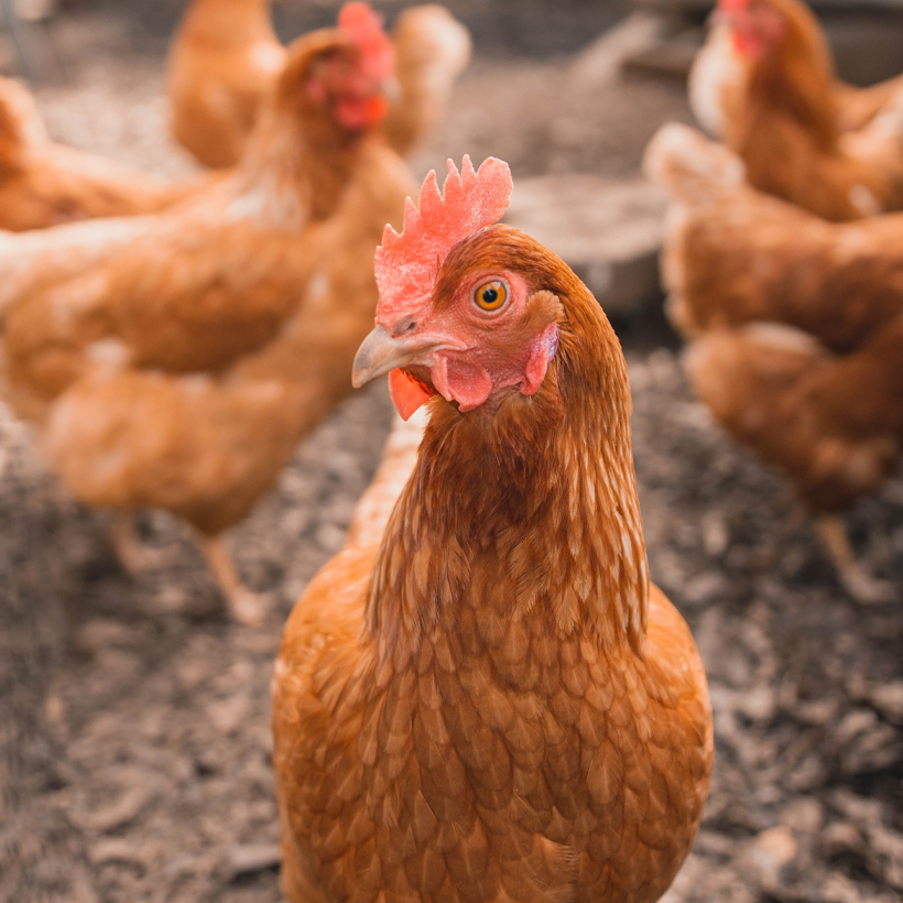 Image contexte poule rousse de face Breizh’on Egg, entourée de poules, dans une basse cour