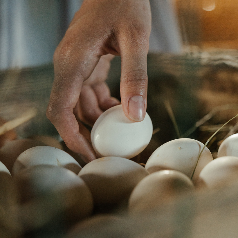 Image contexte Breizh’on Egg, main ramassant un oeuf