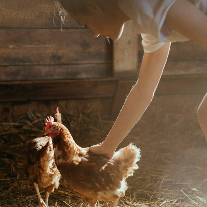 Image contexte Breizh’on Egg, poule caressée par une jeune femme, sur de la paille