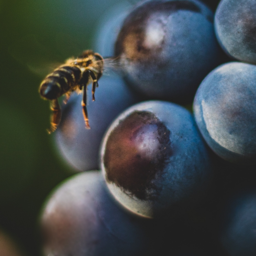 Image contexte Koppert, abeille volant près d’une grappe de raisin