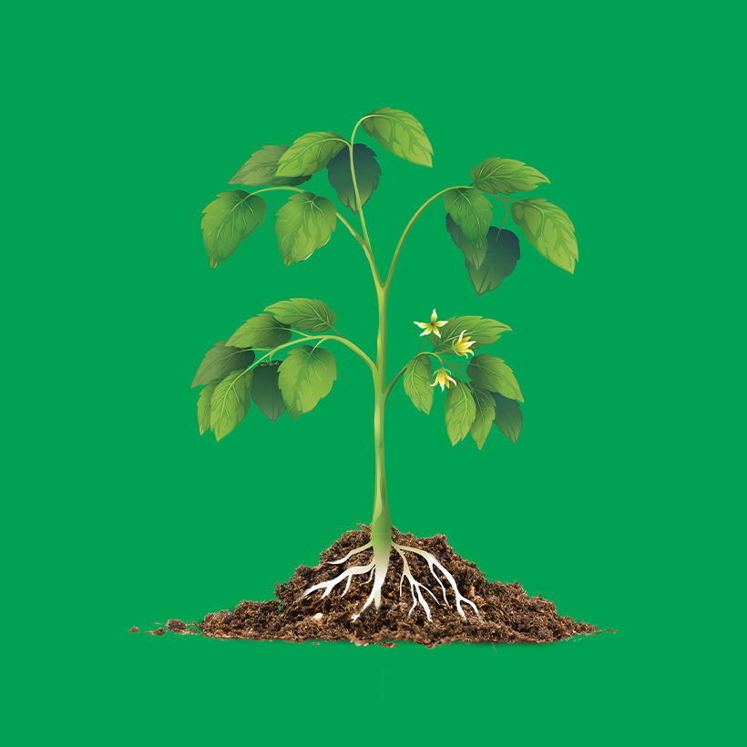Élément graphique, pied de tomate, avec racines, feuilles et fleurs, sur fond vert