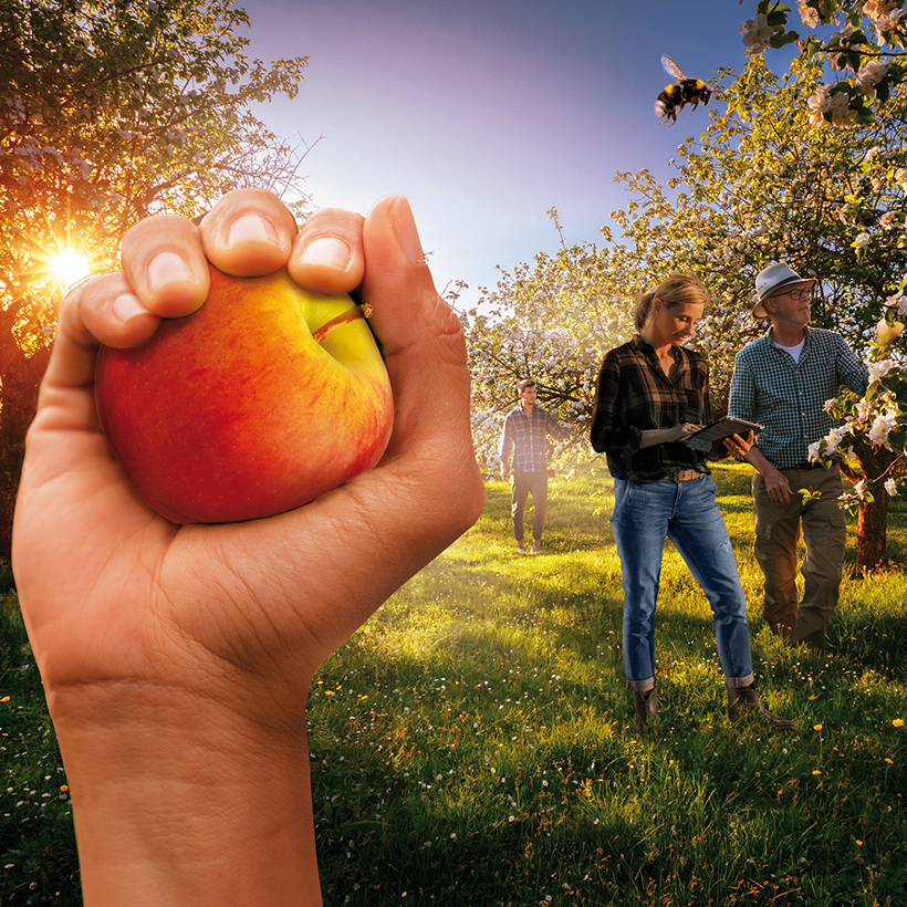 Élément graphique Koppert, Révolution des bio solutions, 2022, arboriculture, main tenant une pomme, dans un verger avec 3 personnages
