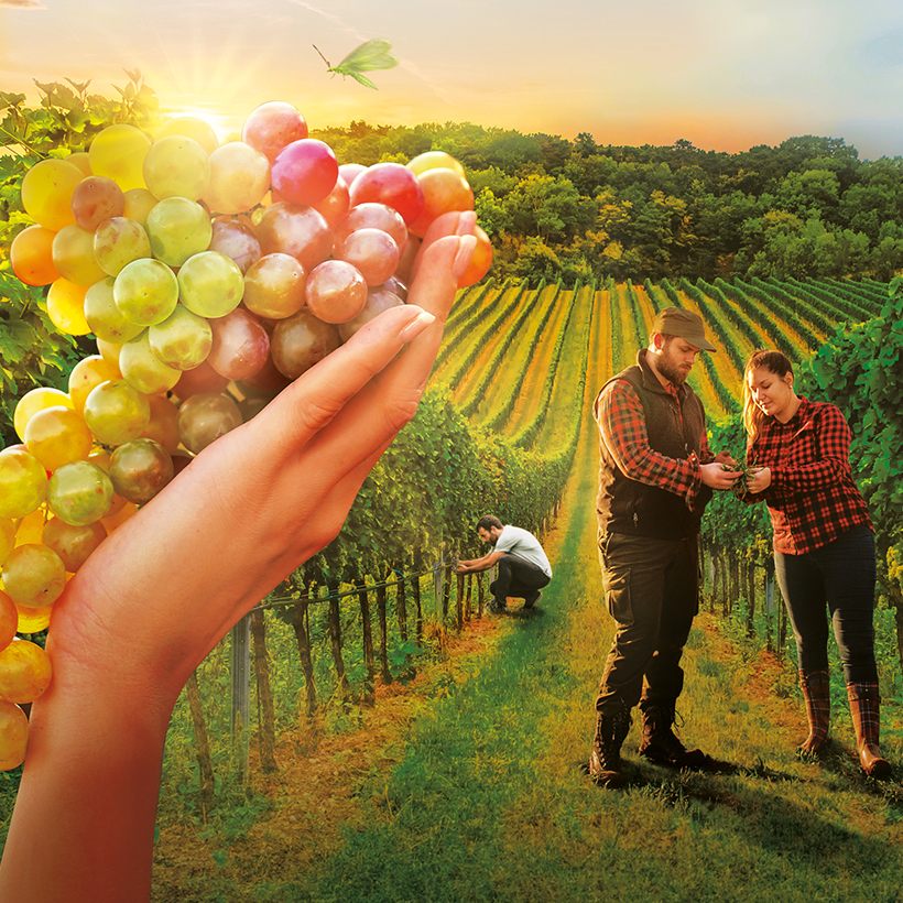 Élément graphique Koppert, Révolution des bio solutions, 2022, viticulture, main tenant une grappe de raisin, dans une vigne avec 3 personnages