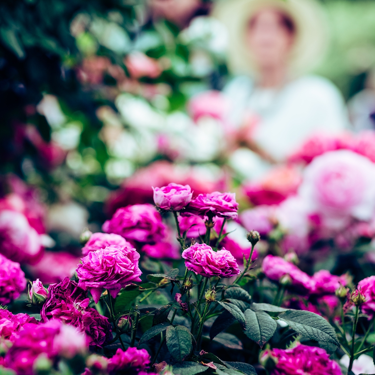 Image contexte bouquet de roses Roses de la cote d’emeraude, dans un jardin