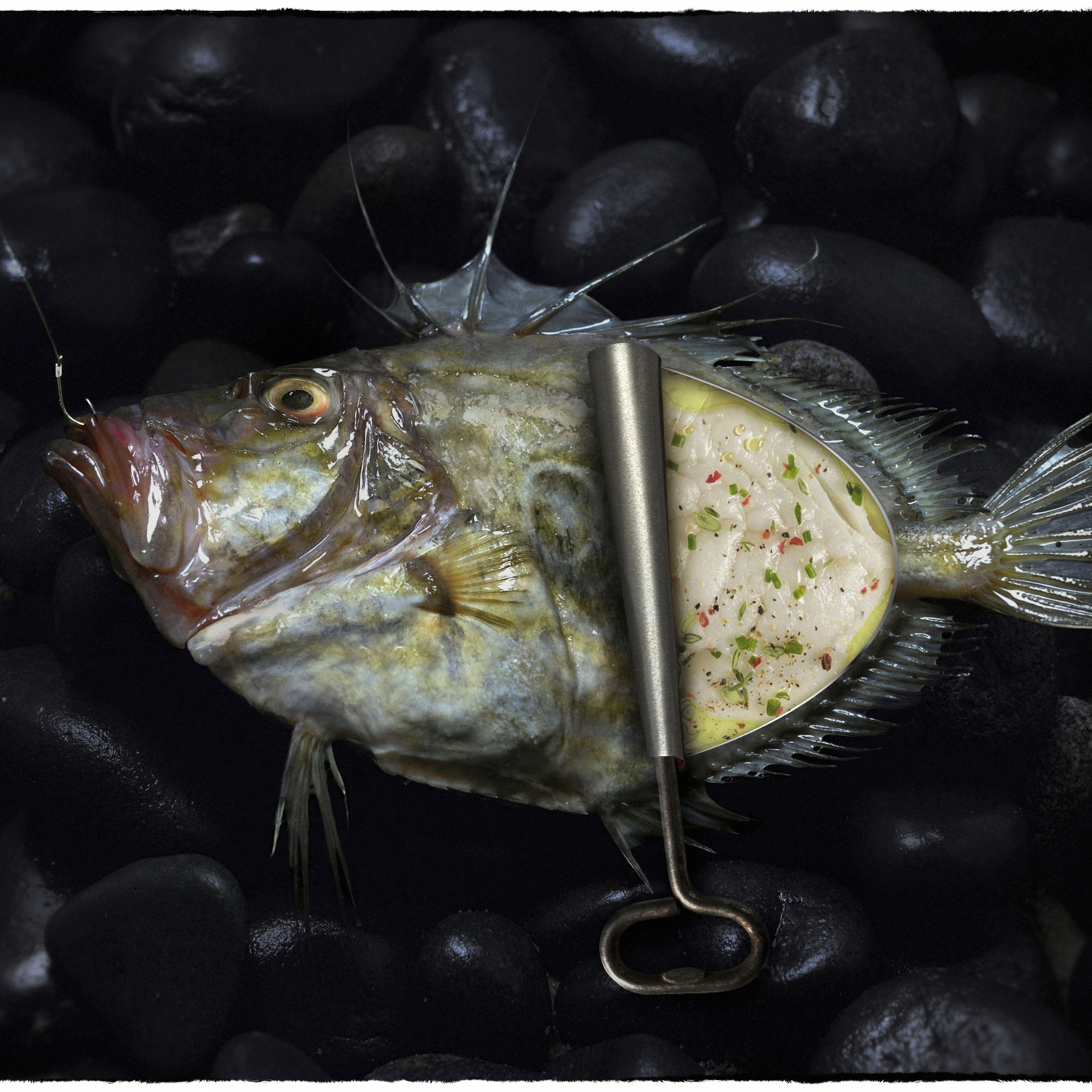 Concept culinaire poisson, saint pierre, sur galets noirs, vue de dessus