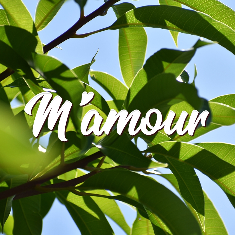 Logo M’amour Guy Lesueur, feuilles d’arbre en arrière plan